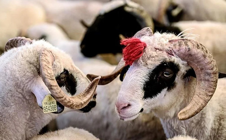 Qurban bayramı ilə bağlı hazırlıq işləri davam edir 