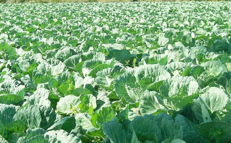 Aqrar Sığorta Fondu kələm əkinlərini hansı risklərdən qoruyur? - Şərtlər və region üzrə tariflər