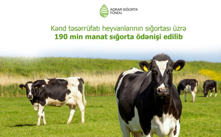 Kənd təsərrüfatı heyvanlarının sığortası üzrə 190 min manat sığorta ödənişi edilib 
