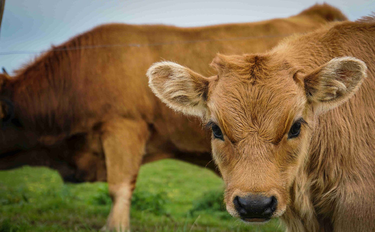 Bu il Naxçıvan fermerlərinə 246 min manatdan artıq heyvandarlıq subsidiyası ödənilib 