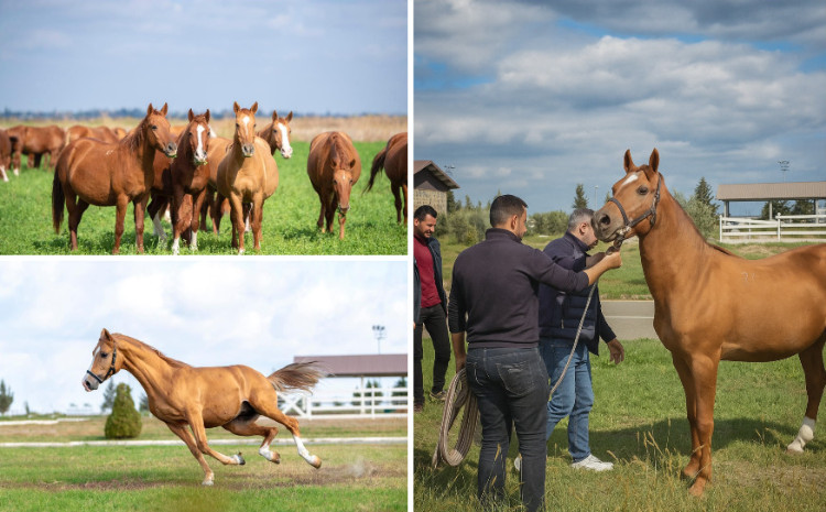 Qarabağ atları Türkiyədə çövkəni dirçəldəcək 