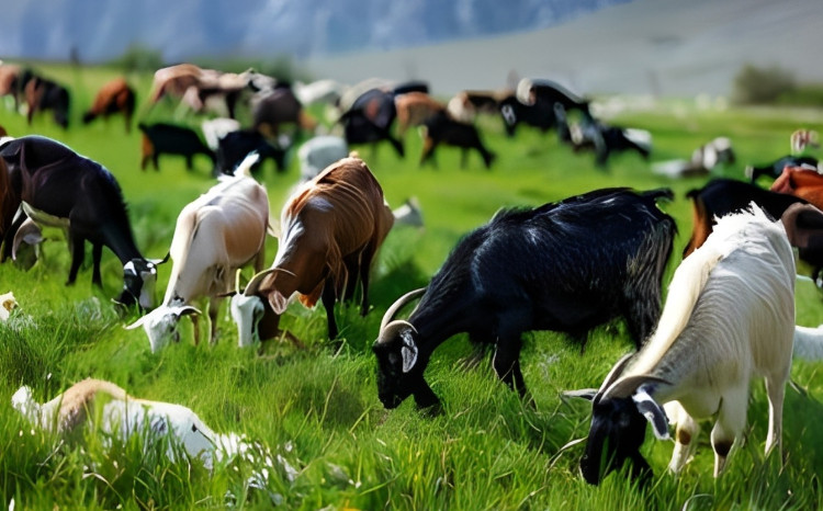 Epizootik vəziyyət nəzarətdə saxlanılır 