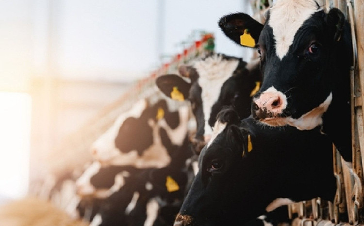 Ölkə ərazisinin yoluxucu heyvan xəstəliklərindən qorunması məqsədilə müvafiq qərarlar qəbul edilib 