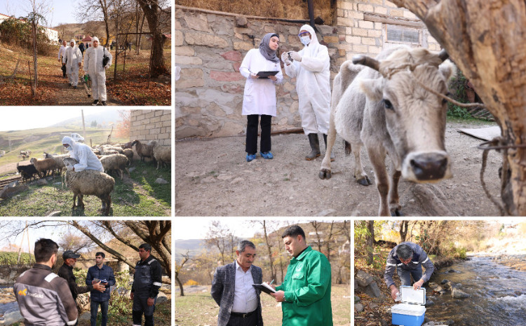 “Daşkəsən və Göygöl rayonlarında aqrar inkişafa dəstək” layihəsi uğurla davam etdirilir 