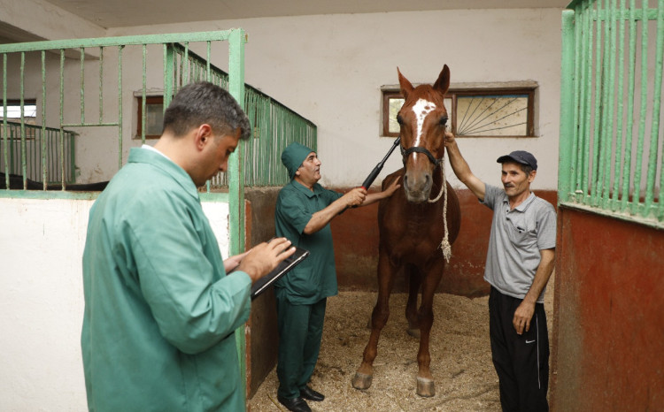 Azərbaycanın atların Afrika xəstəliyindən azad ölkə statusu ÜHST tərəfindən təsdiq olunub 