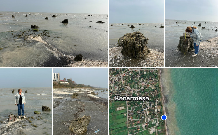 Xəzər dənizinin Kənarmeşə kəndi sahilində çöl müşahidələri aparılmışdır 