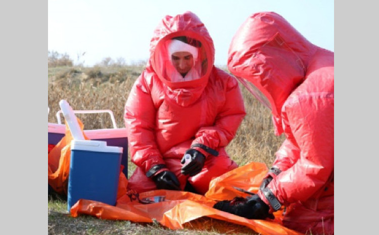 Quş qripi xəstəliyinə qarşı epizootoloji monitorinq keçiriləcək - VİDEO