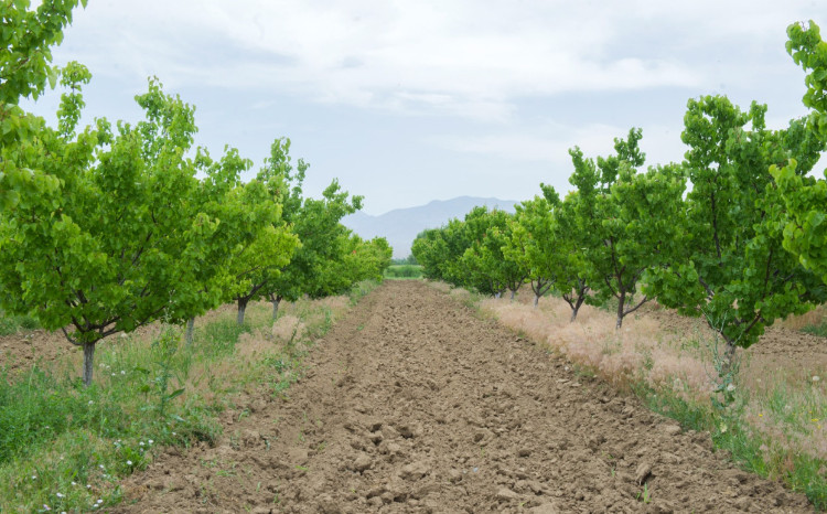 Naxçıvanda meyvə bağlarının şaxta və digər risklərdən sığortalanmasına start verildi - ŞƏRTLƏR