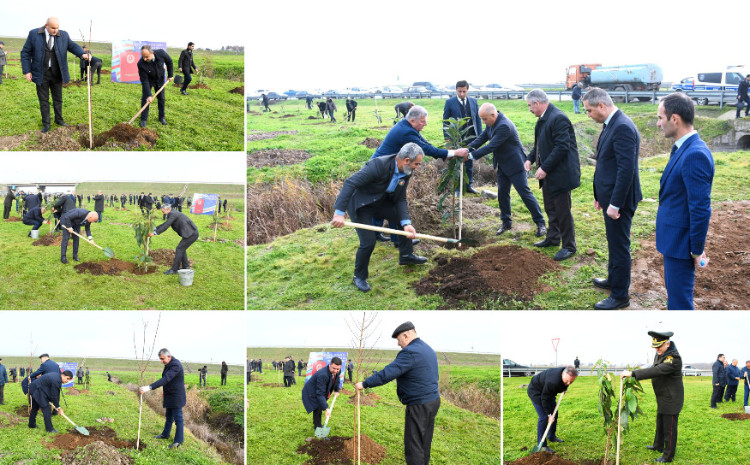 Masallıda “Konstitusiya və Suverenlik ili” çərçivəsində növbəti ağacəkmə aksiyası keçirilib 