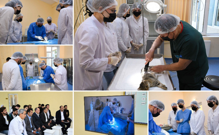 ADAU-da ev heyvanları üçün ödənişsiz qısırlaşdırma aksiyası keçirilir 