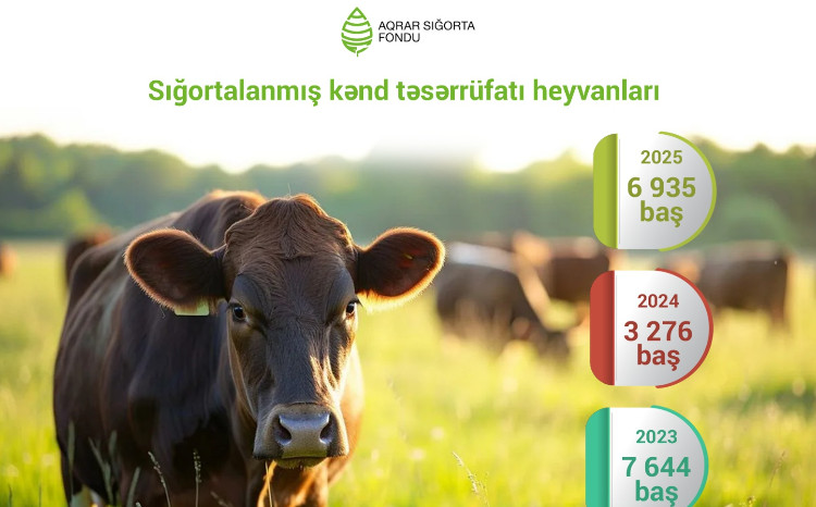 Azərbaycanda sığortalanan kənd təsərrüfatı heyvanlarının sayı 2 dəfə artıb 