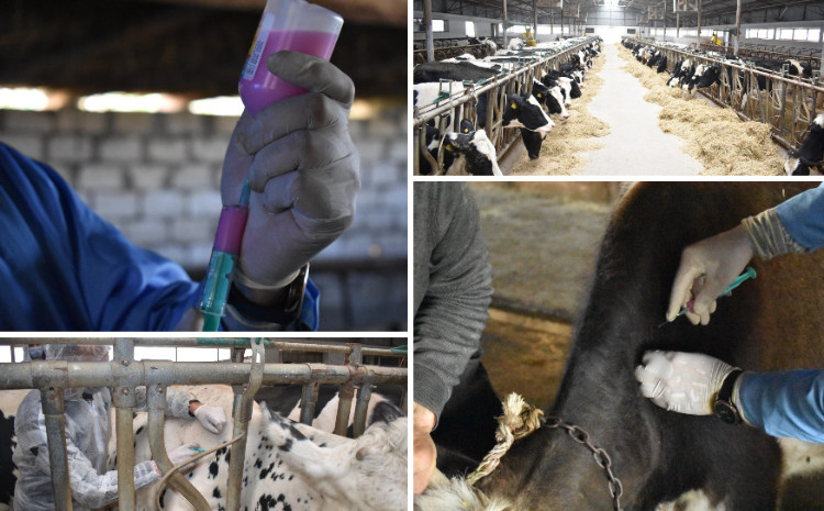 Xüsusi təhlükəli heyvan xəstəliklərinə qarşı peyvəndləmə tədbirlərinə başlanılıb 