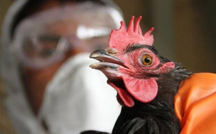 Ölkədə quş qripi və Nyukasl xəstəliyinə yoluxma halı aşkarlanmayıb 