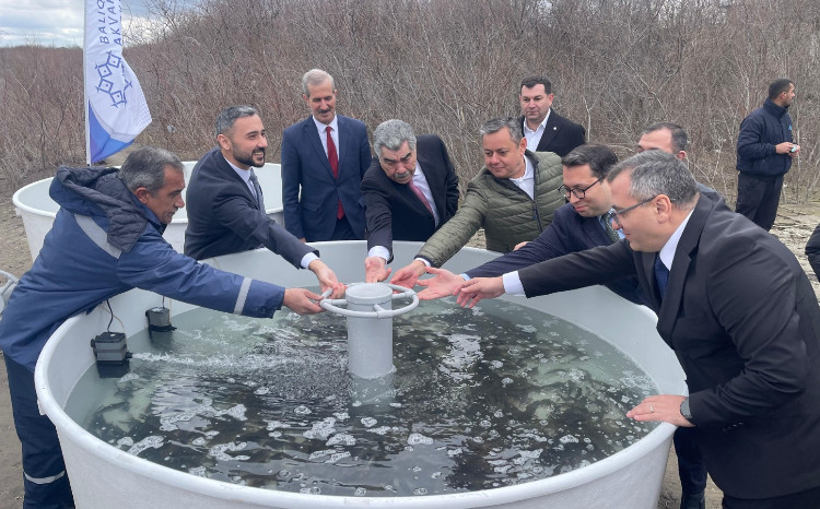 Kür çayına 4 000 ədəd çəkikimi balıq körpələrinin buraxılışı həyata keçirilib 