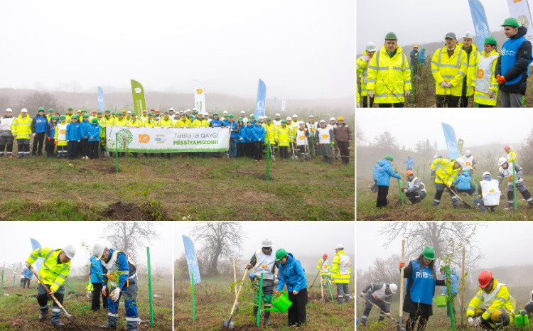 В Дашкесанском районе прошла серия акций по посадке деревьев 
