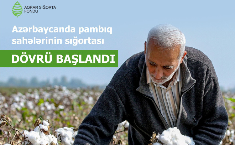 Pambıq sahələrinin sığortası başlandı - ŞƏRTLƏR, MƏBLƏĞLƏR