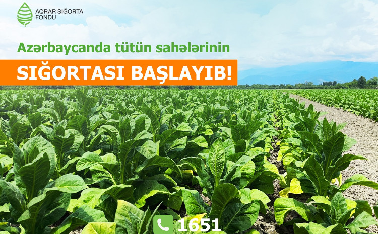 Azərbaycanda tütün əkinlərinin sığortası başlandı - ŞƏRTLƏR, MƏBLƏĞLƏR