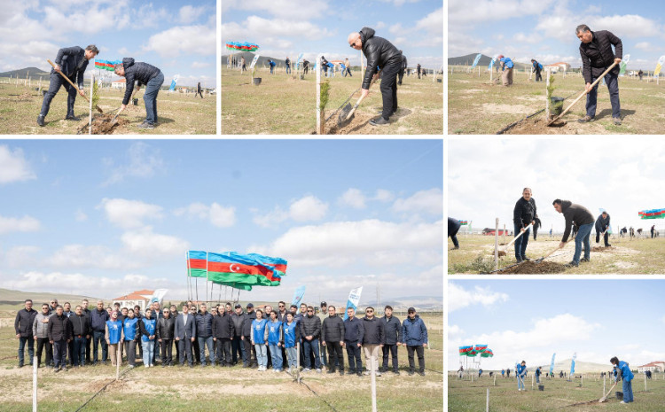 Ağacəkmə aksiyası keçirilib 