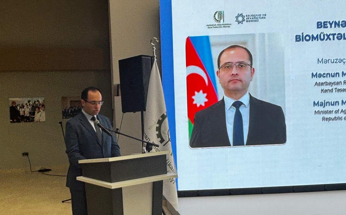 Məcnun Məmmədov: Xəzərə 500 minədək nərə balığı körpəsinin buraxılması planlaşdırılır 