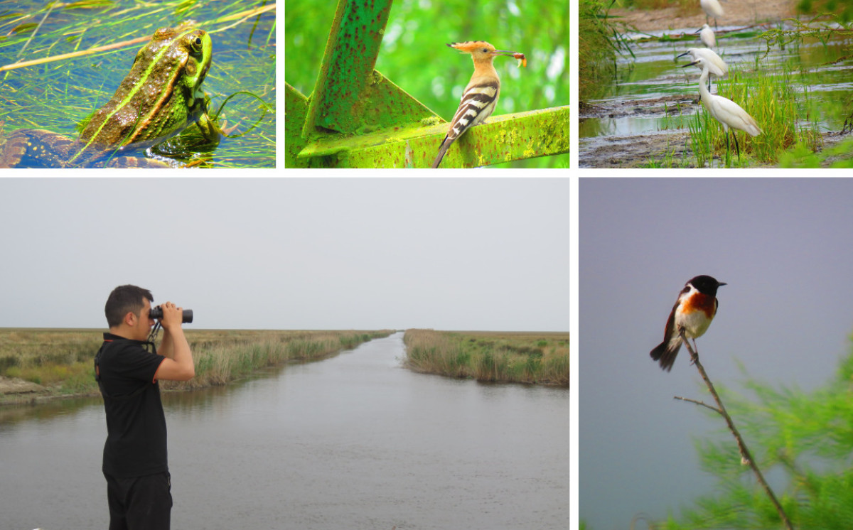 BSU Studies the Distribution and Characteristics of Nesting Bird Species 